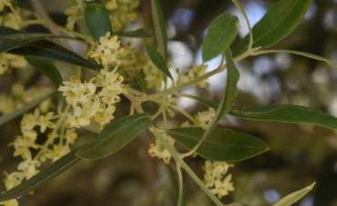 Olive blossom