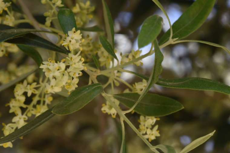 Olive blossom