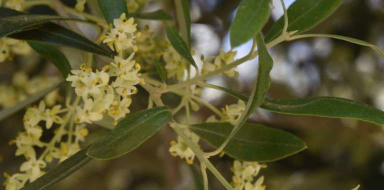Olive blossom
