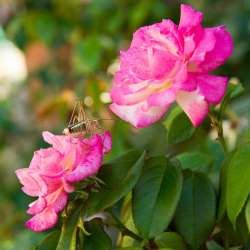 bio Hotel in Mani - Biohotel Mani Sonnenlink