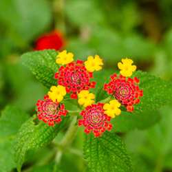 bio Hotel in Mani - Biohotel Mani Sonnenlink