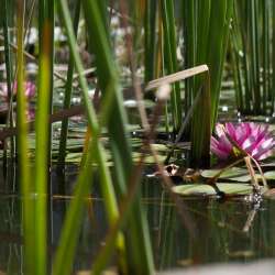 bio Hotel in Mani - Biohotel Mani Sonnenlink