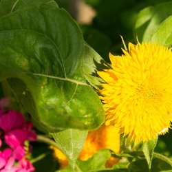 bio Hotel in Mani - Biohotel Mani Sonnenlink