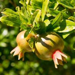 discover Mani greece - Biohotel Mani Sonnenlink