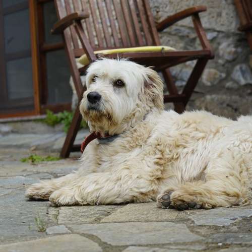 petfriendly  Hotel in Mani - Biohotel Mani Sonnenlink