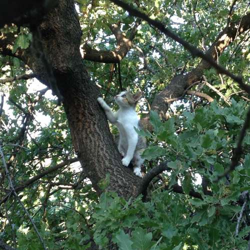 petfriendly Hotel in Mani - Biohotel Mani Sonnenlink