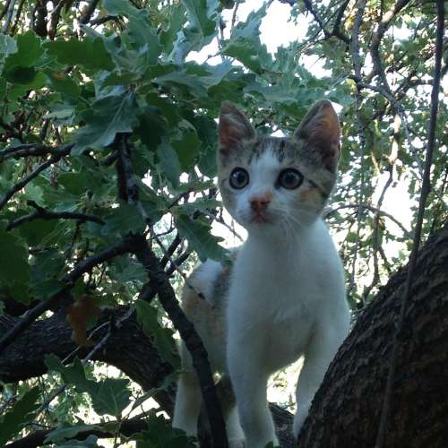 petfriendly Hotel in Mani - Biohotel Mani Sonnenlink