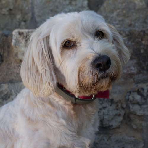 petfriendly Hotel in Mani - Biohotel Mani Sonnenlink