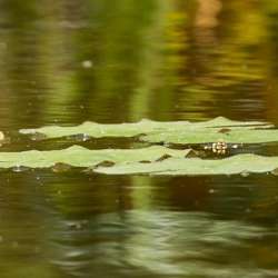 bio Hotels in Mani - Biohotel Mani Sonnenlink