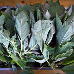 Hotels in Mani - Biohotel Mani Sonnenlink